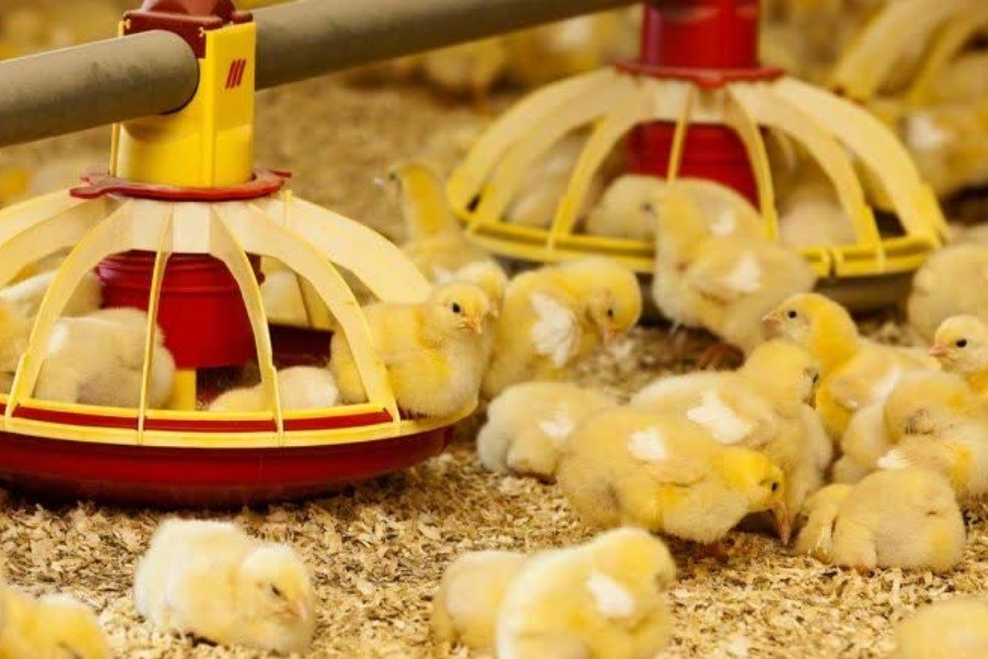 جوجه ریزی پنج میلیون قطعه ای در بیضا