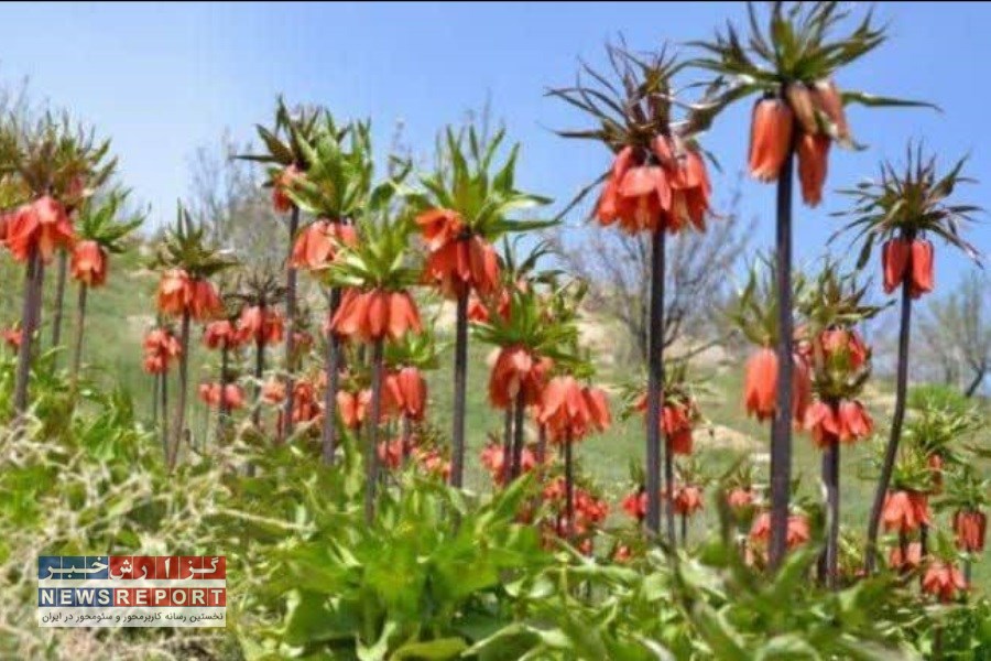 دشت لاله‌های واژگون مشکان مقصد جدید گردشگران نوروزی در نی ریز