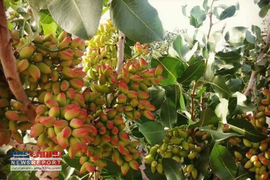 طلای سبز در شوره زارهای بافق