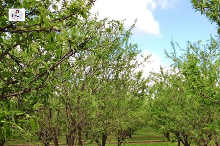 تولید چغاله بادام در استان فارس